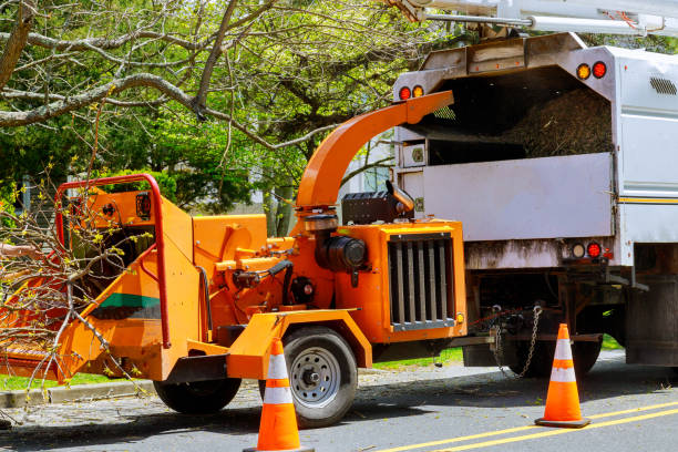 Best Leaf Removal  in Norco, CA